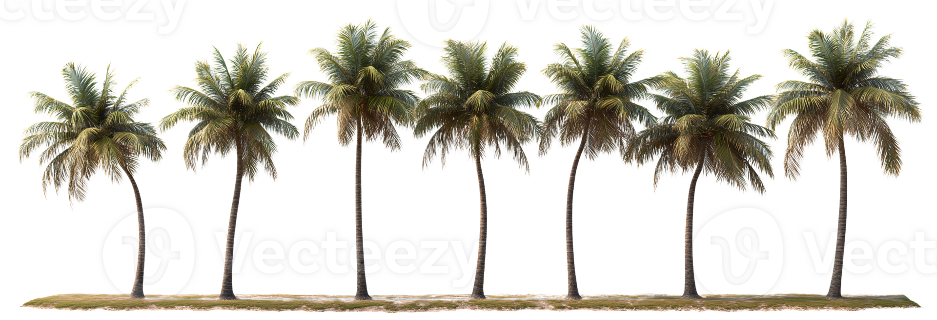 Palm trees row on transparent background png