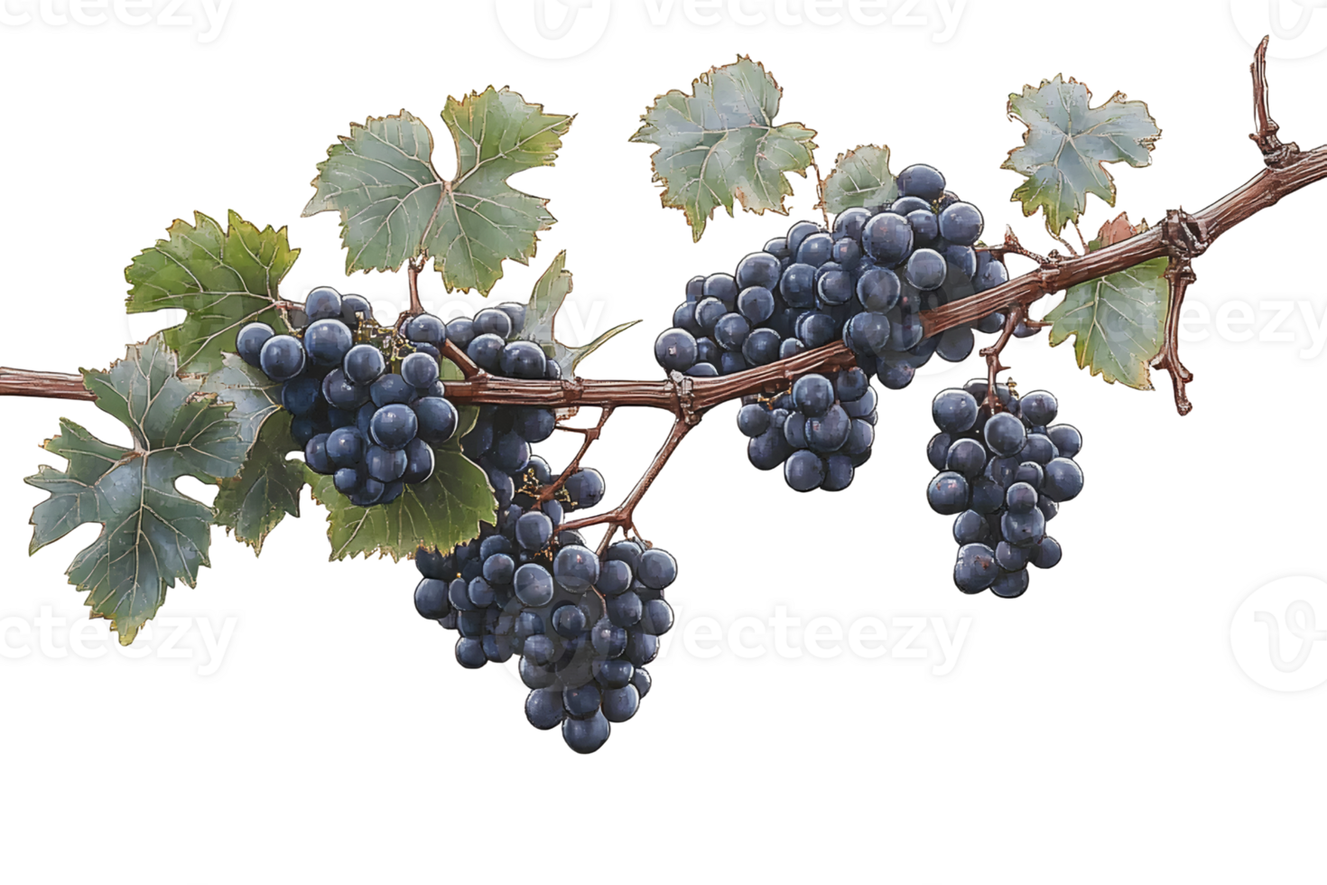 Dark grapes on vine with leaves on transparent background png