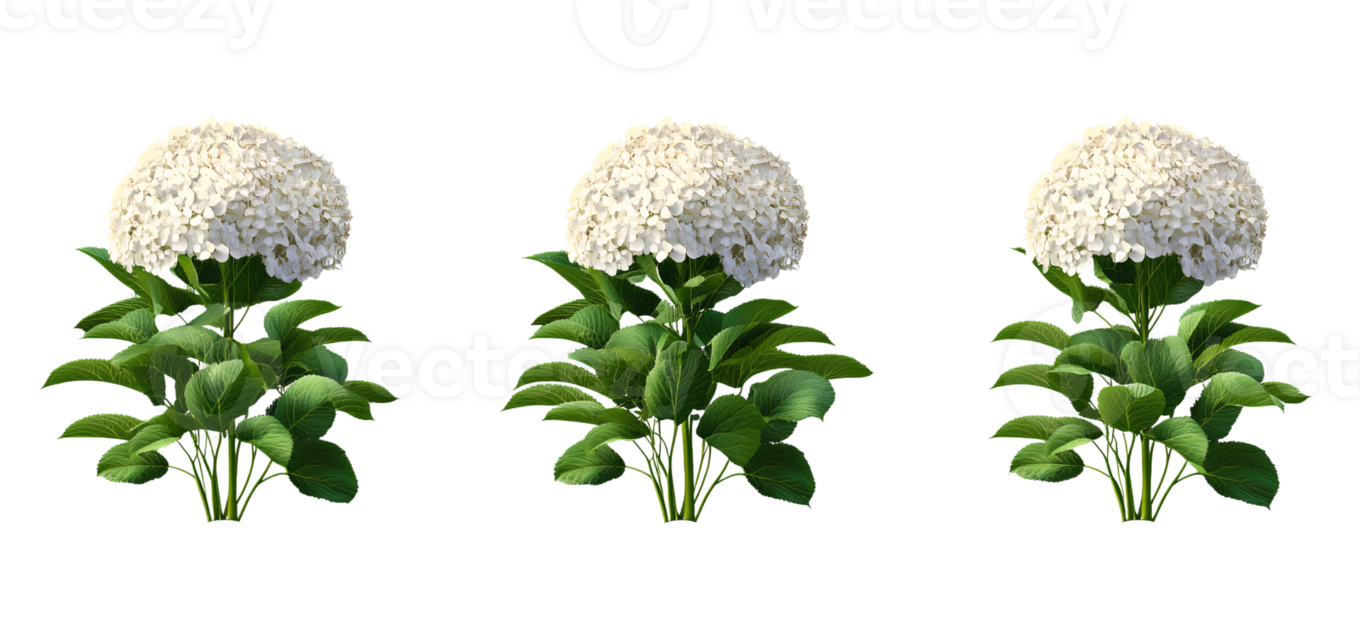 White hydrangea bush with lush green leaves on transparent background png