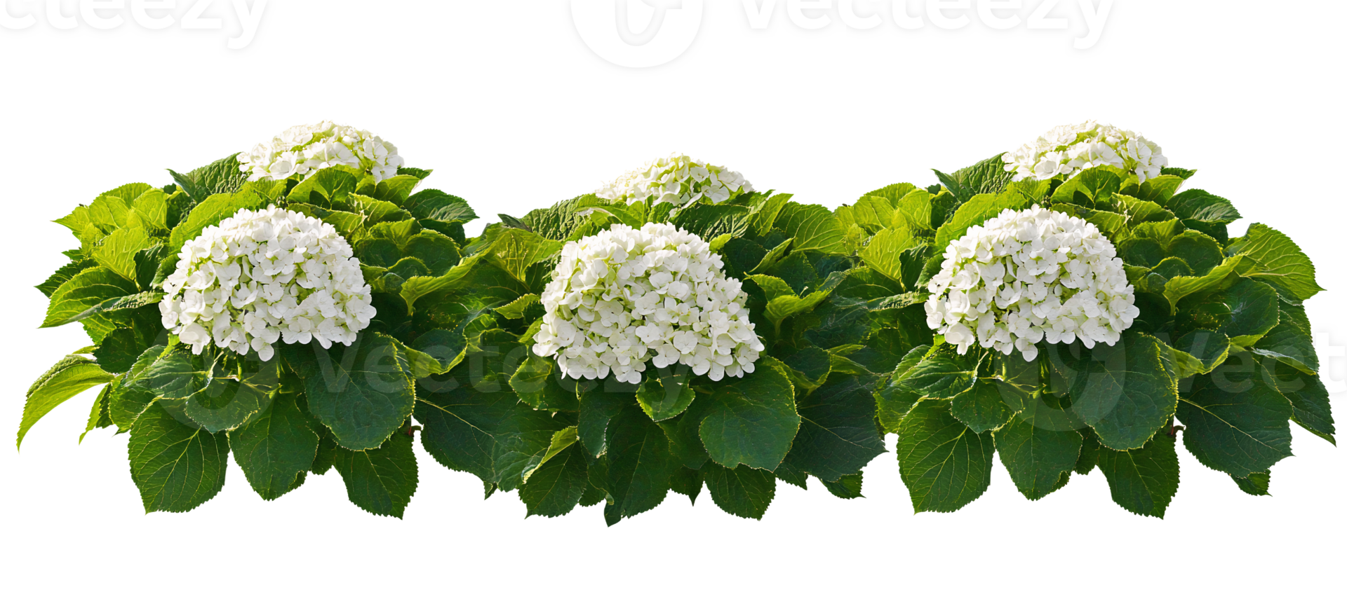 White hydrangea bush row on transparent background png