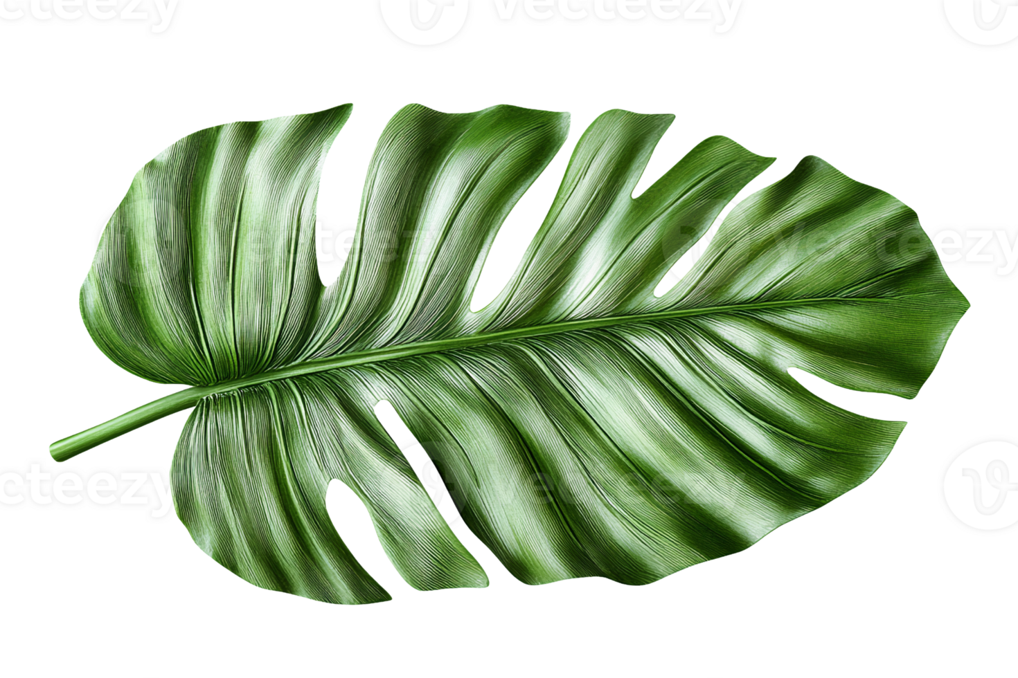 Monstera leaf on transparent background png