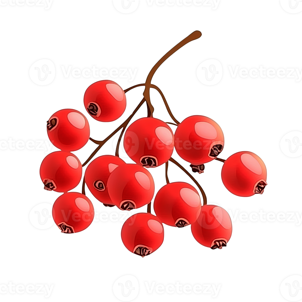 Red berries branch on transparent background illustration png