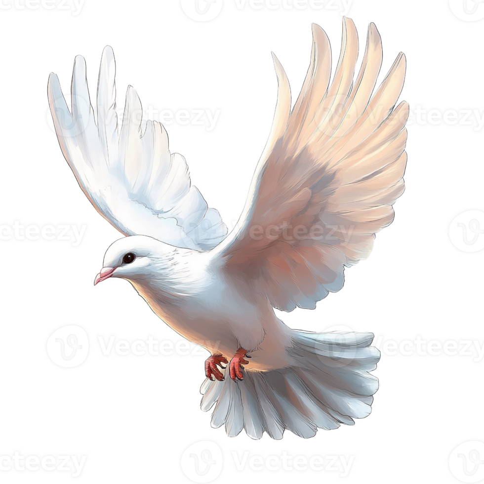 White dove in flight on transparent background png