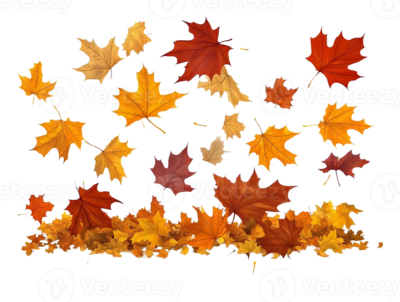 Falling autumn maple leaves on transparent background png