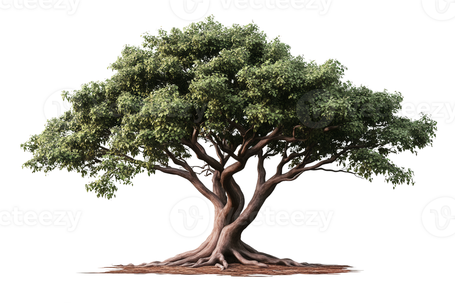 Majestic green tree with twisted trunk on transparent background png