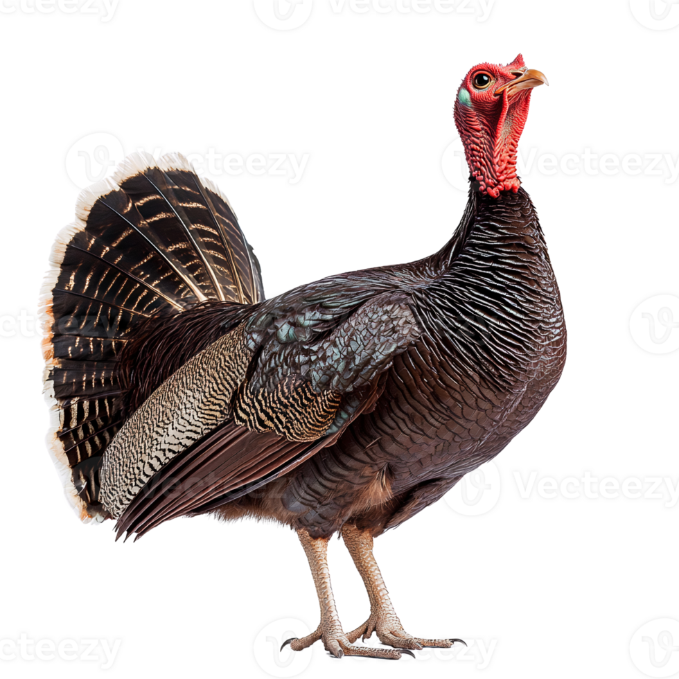 Wild turkey bird isolated on transparent background png