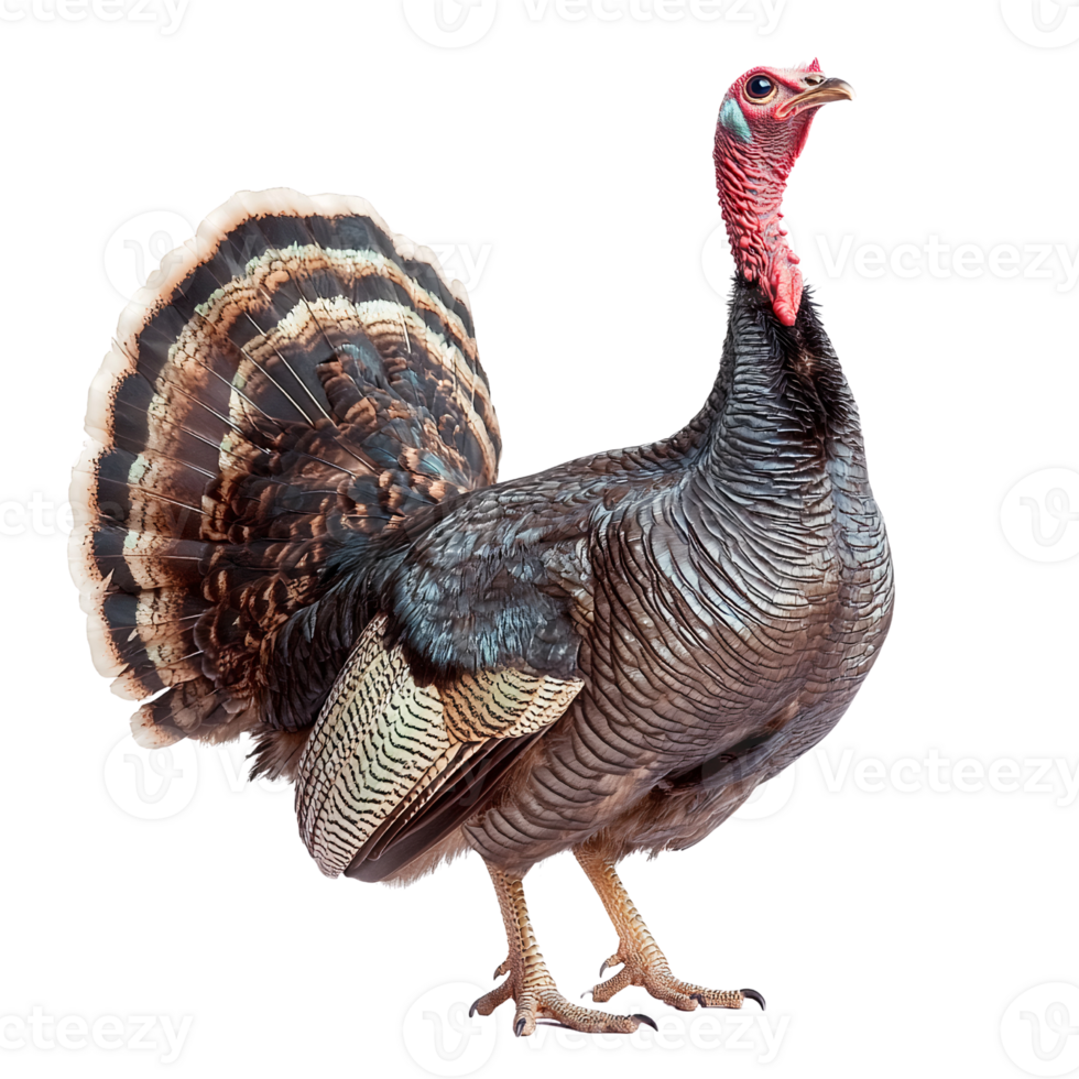 Domestic turkey bird isolated on transparent background png