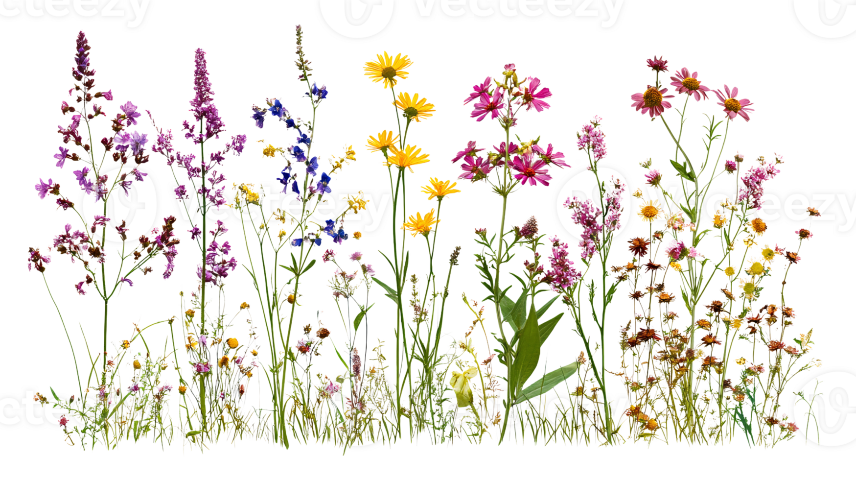 Colorful wildflower meadow on transparent background png