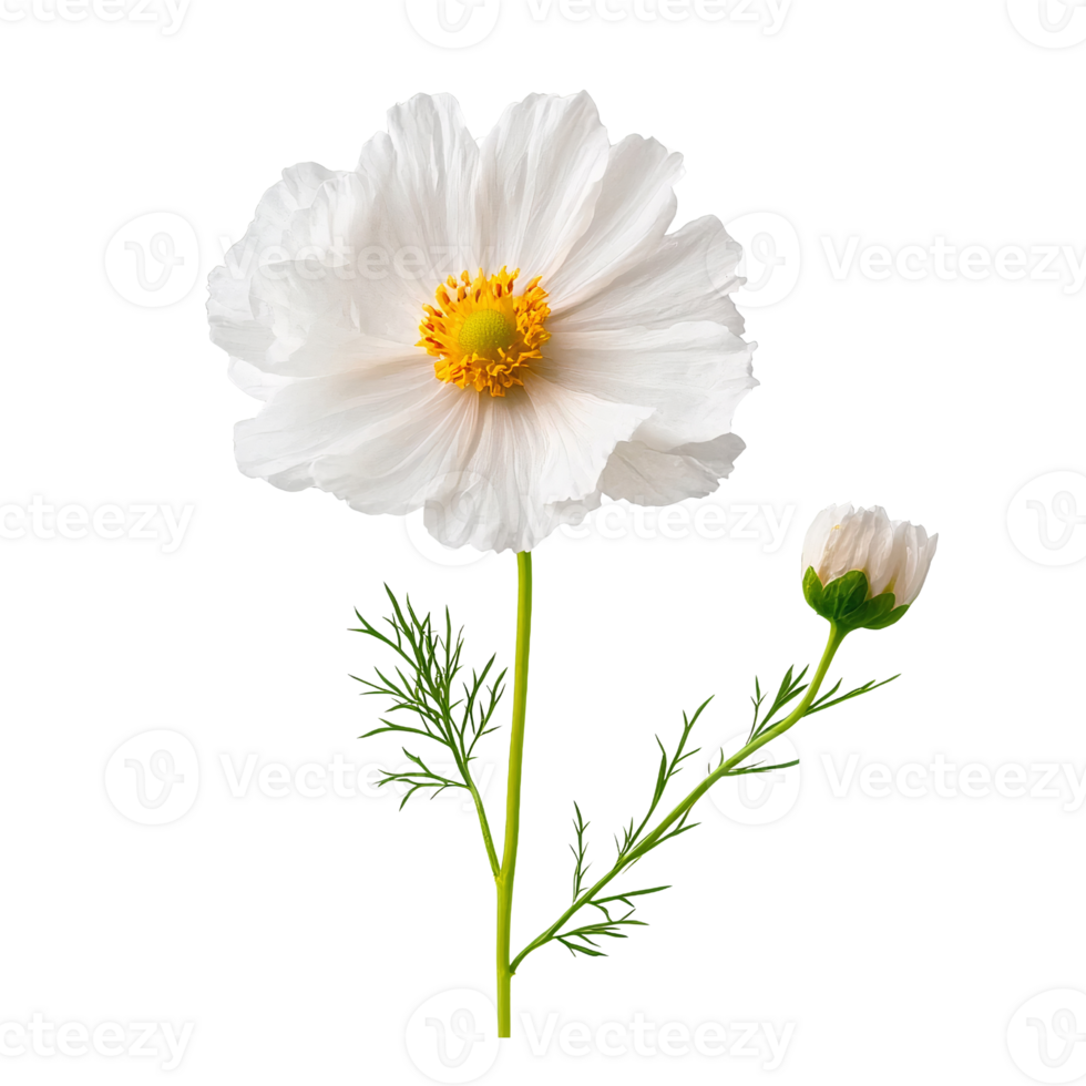 White flower with bud on Transparent Background png