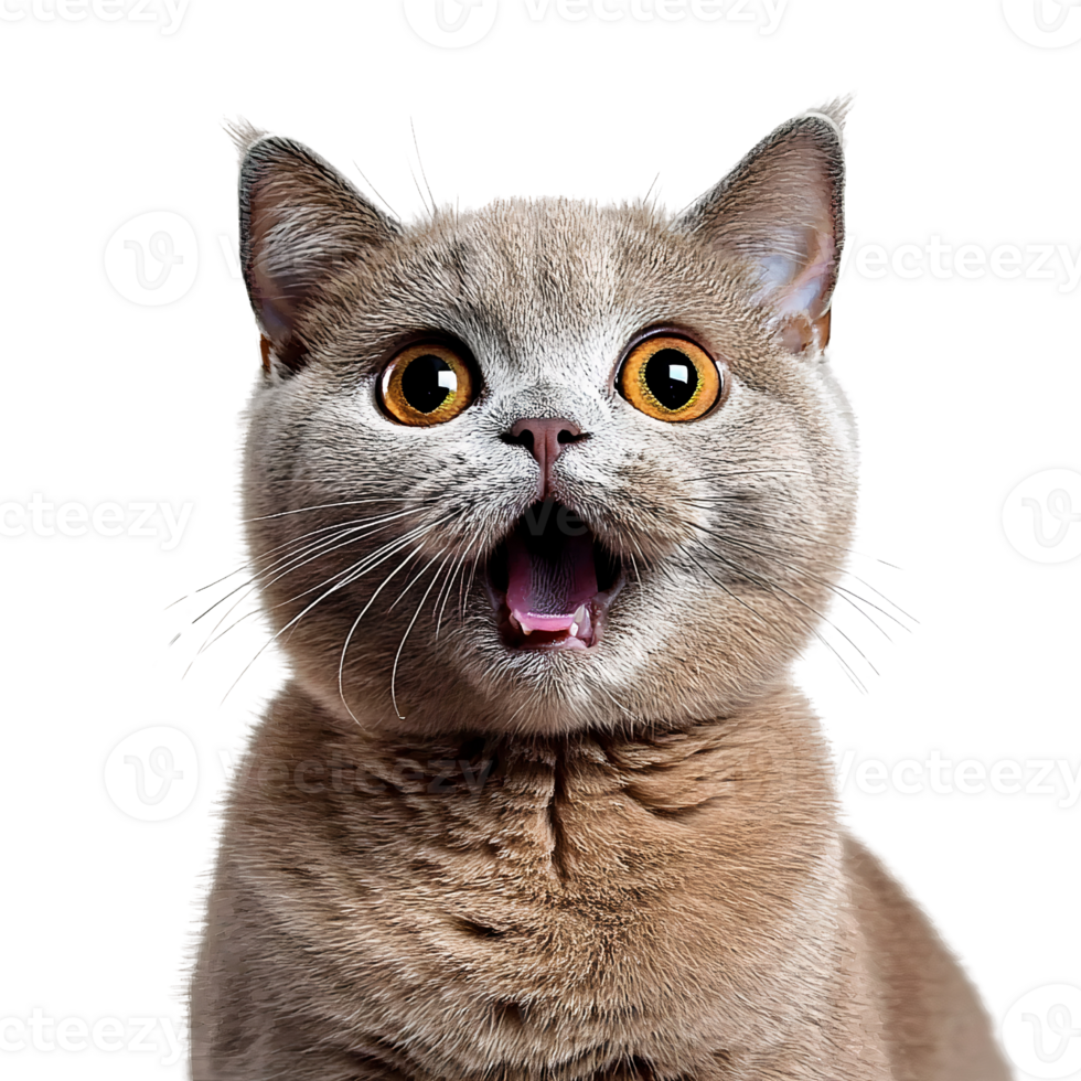 Surprised gray cat with big eyes on transparent background png