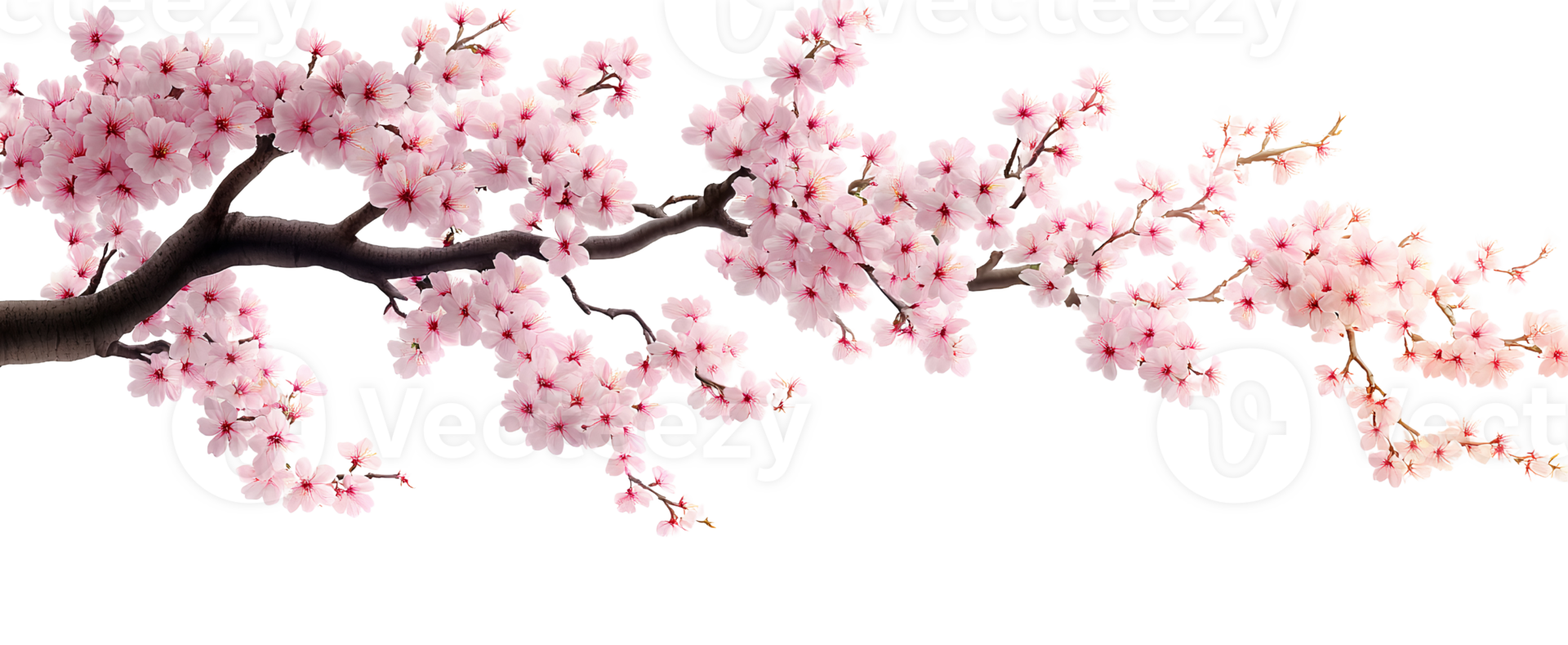 Pink cherry blossom branch on transparent background png