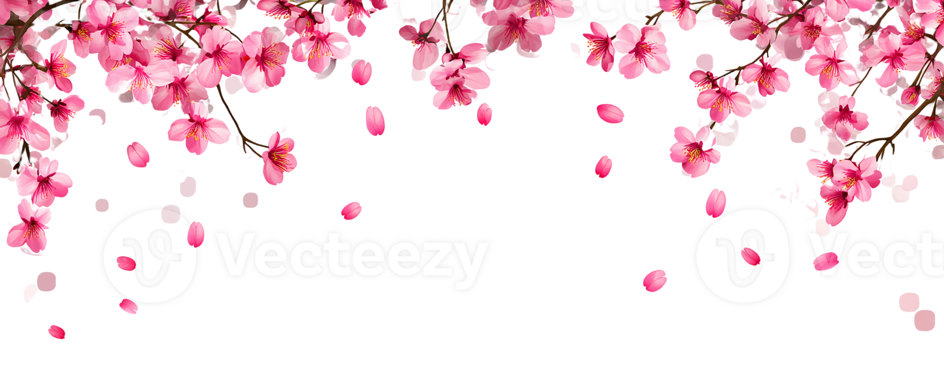 Pink cherry blossoms branch with falling petals on Transparent Background png