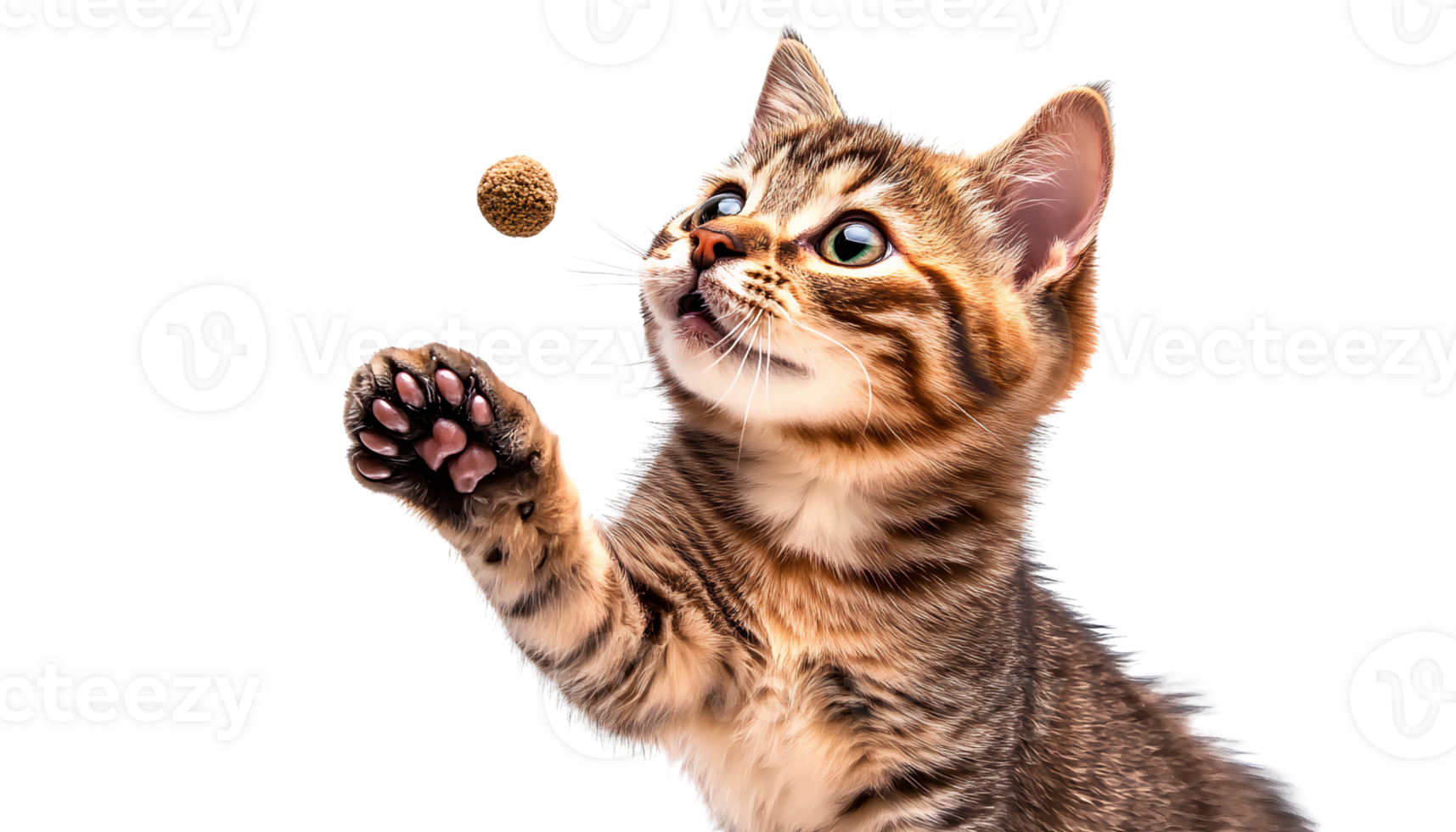 Playful tabby kitten catching treat on transparent background png