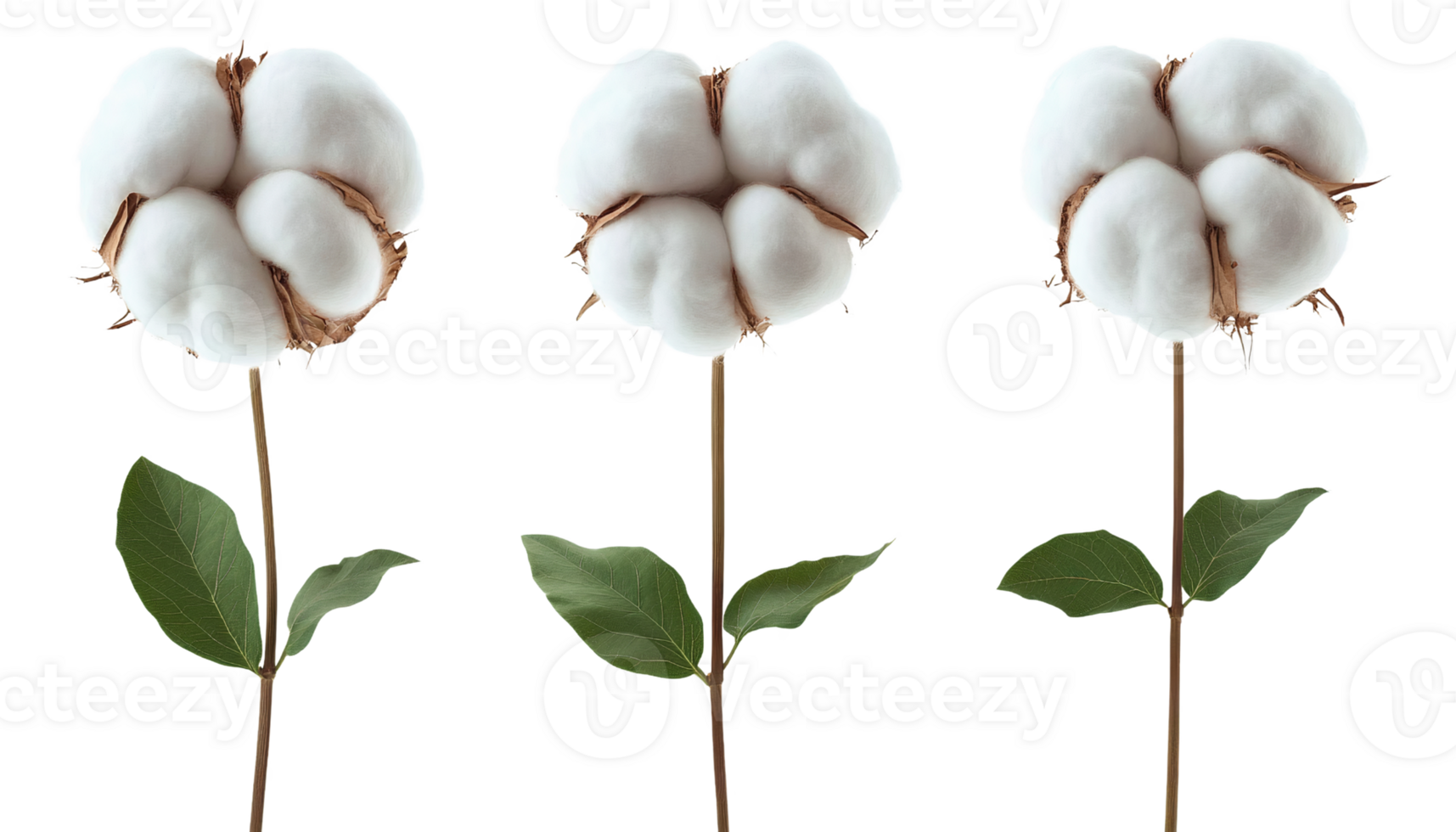 Fluffy cotton flower stems on transparent background png
