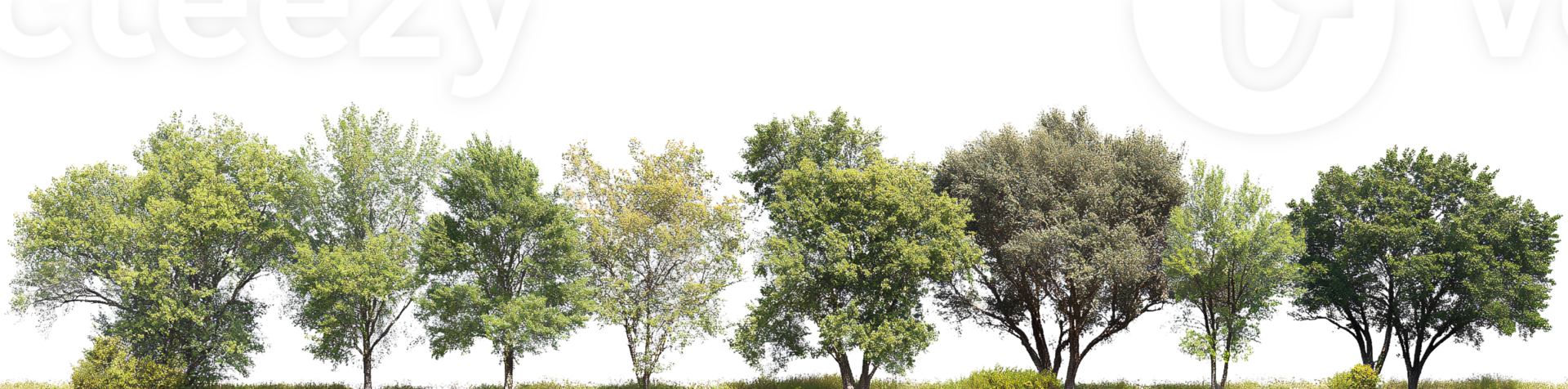 Natural Green Tree Alignment on Transparent Background png