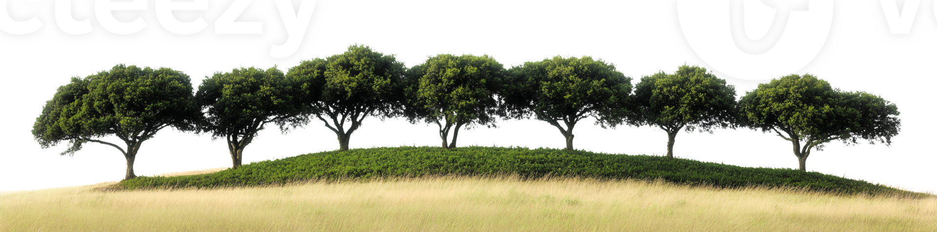 Green trees on hillside on transparent background png