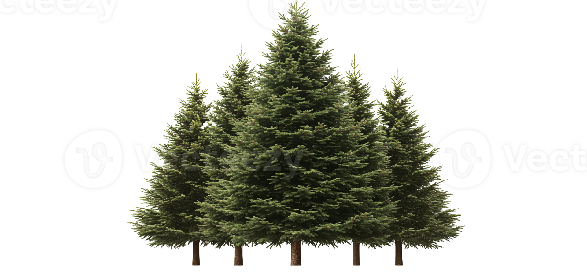 Green fir trees on transparent background png