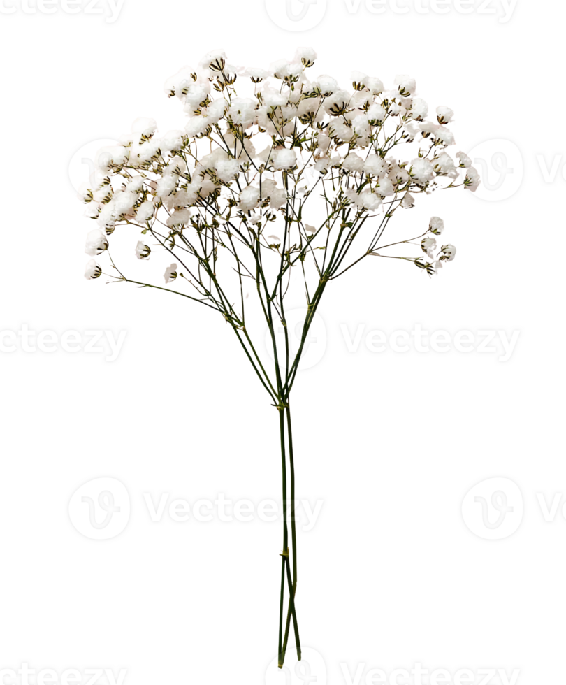 Elegant White Gypsophila Flowers on Transparent Background png