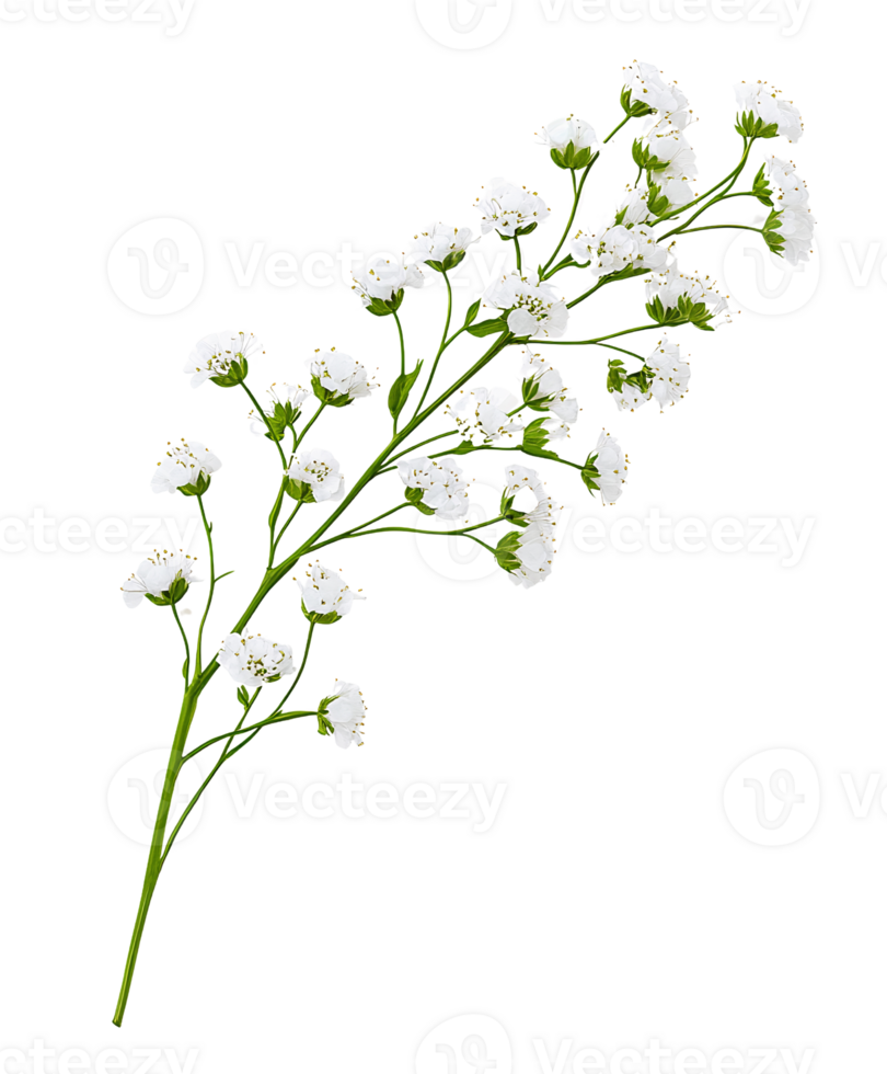 White baby's breath flowers branch on transparent background png
