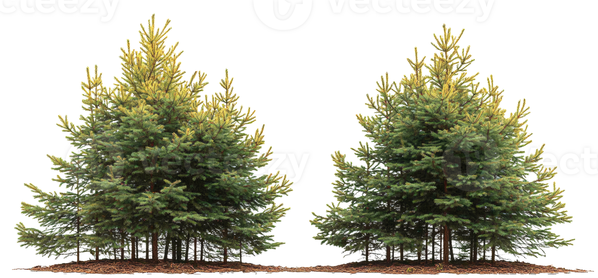 Green and yellow spruce trees on transparent background png