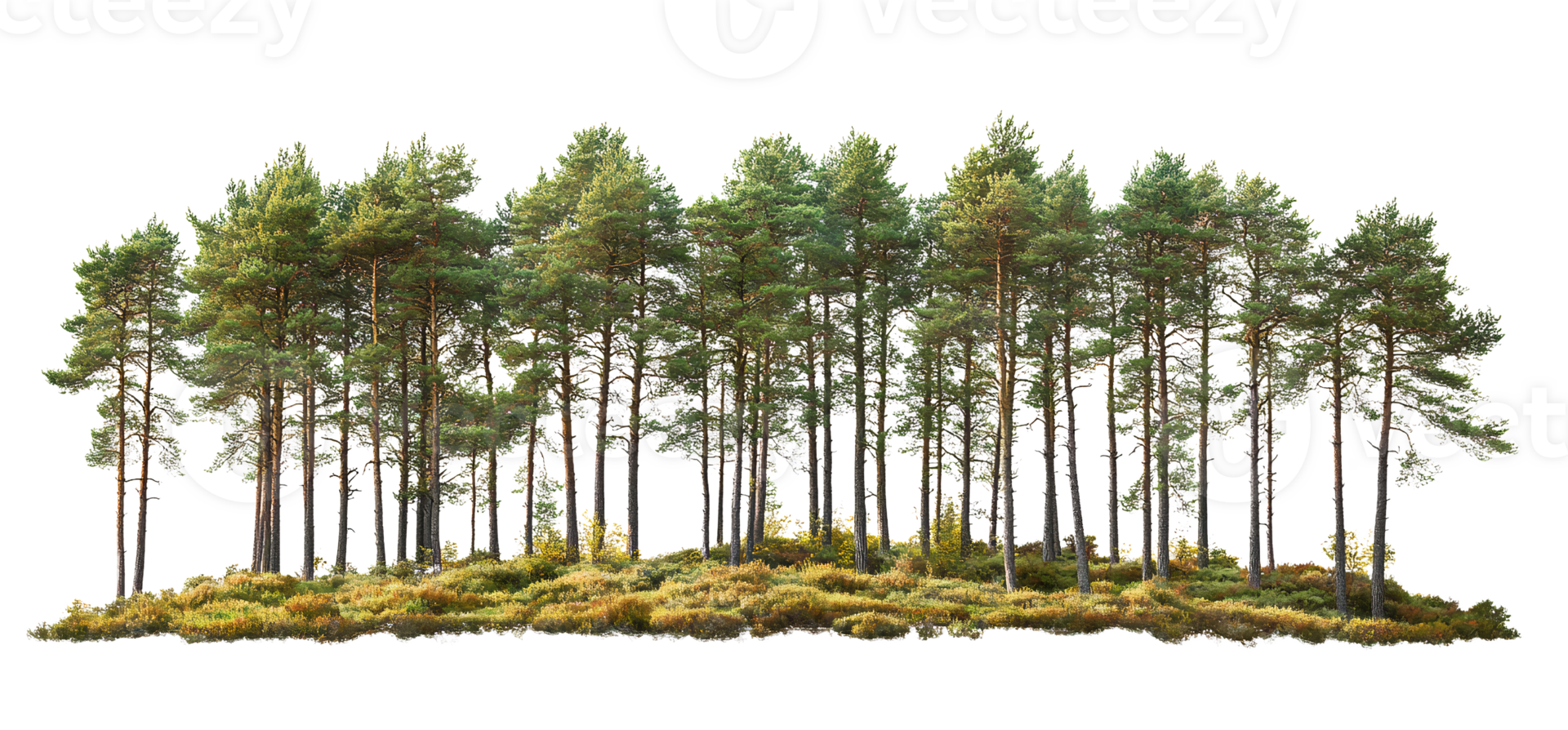 Pine tree forest on transparent background png