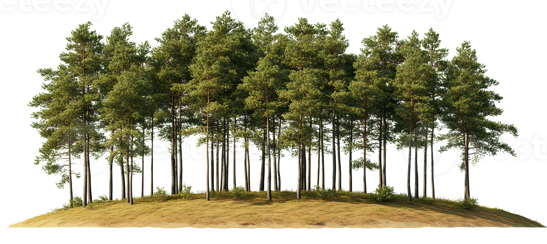 Pine trees on hill, green coniferous forest on transparent background png