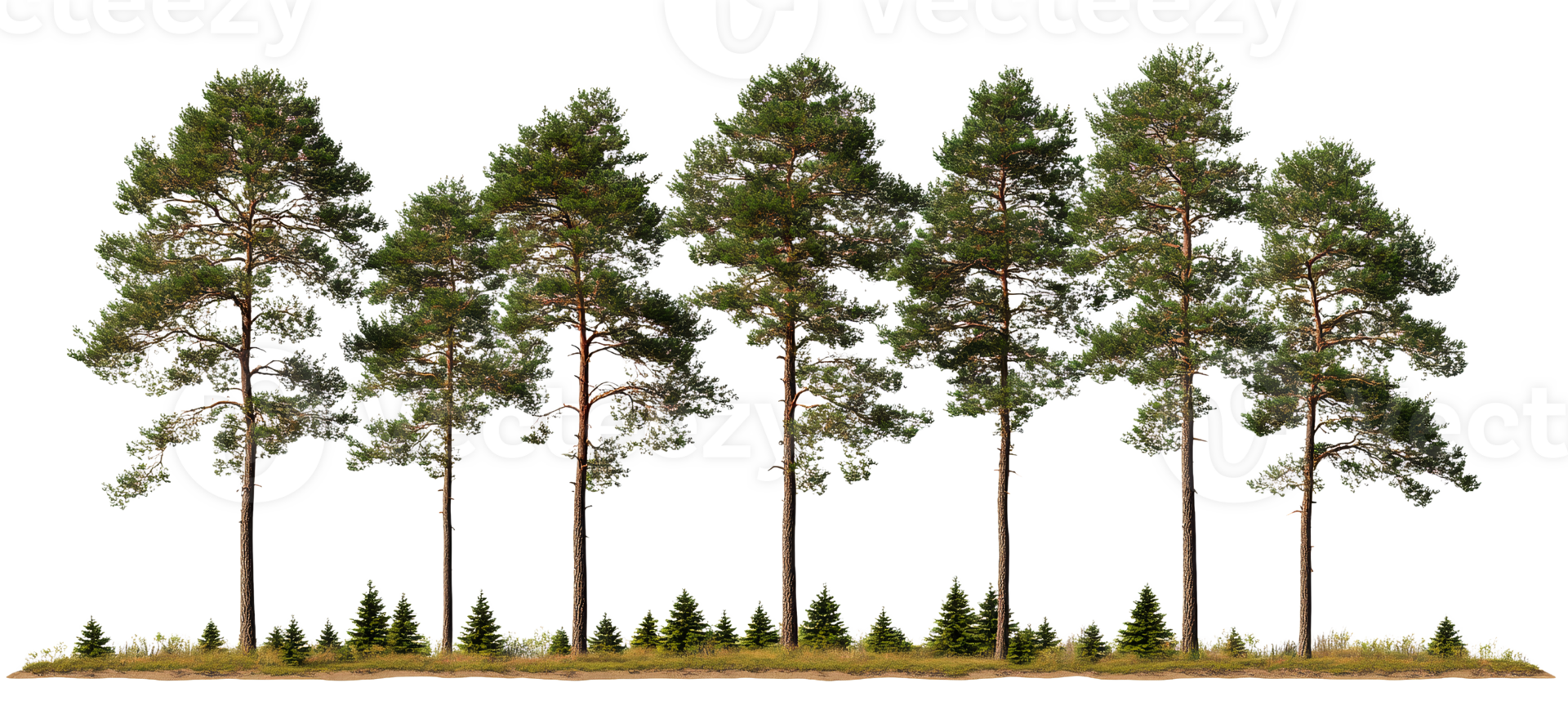 Pine trees on transparent background forest row green conifers png