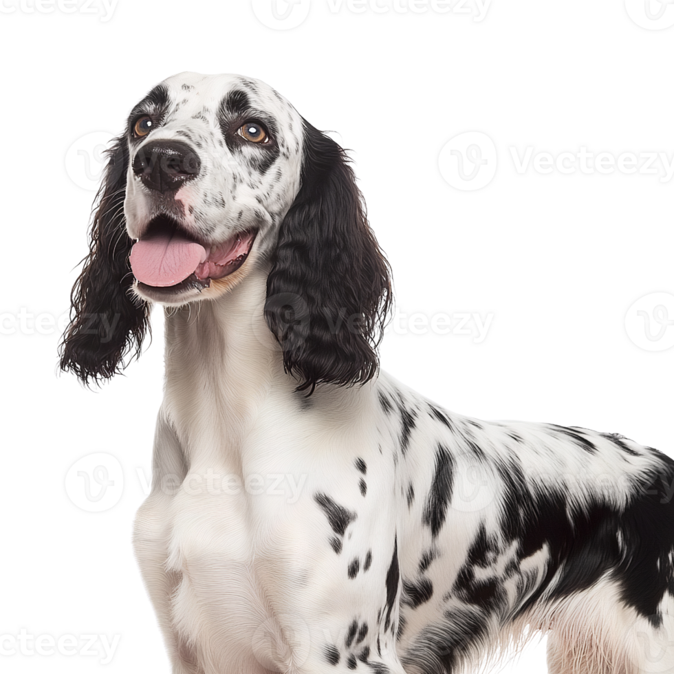 Spotted cocker spaniel dog on transparent background png