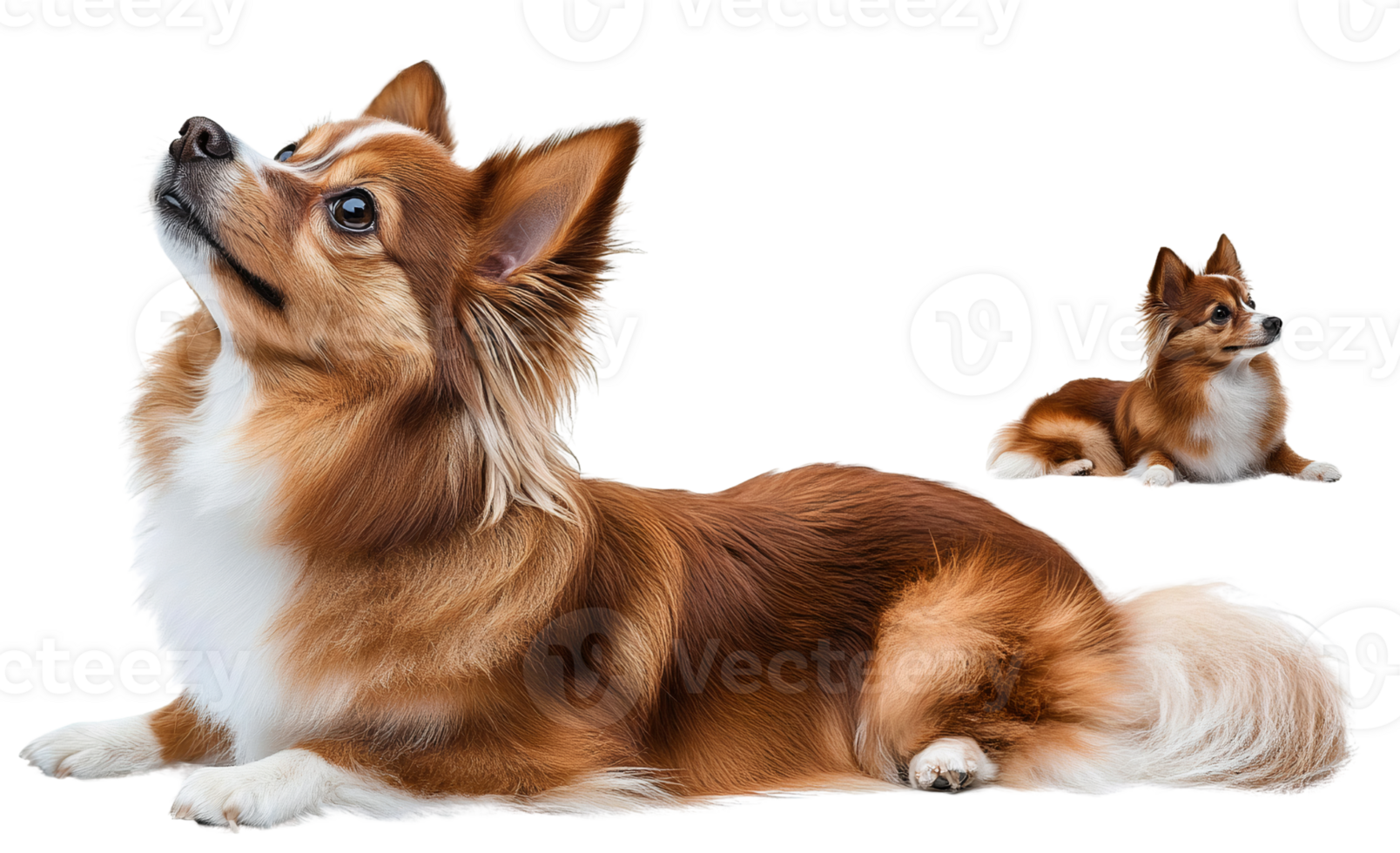 Longhaired chihuahua dog on transparent background png
