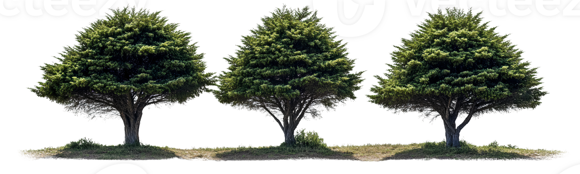 Three lush green trees on transparent background png