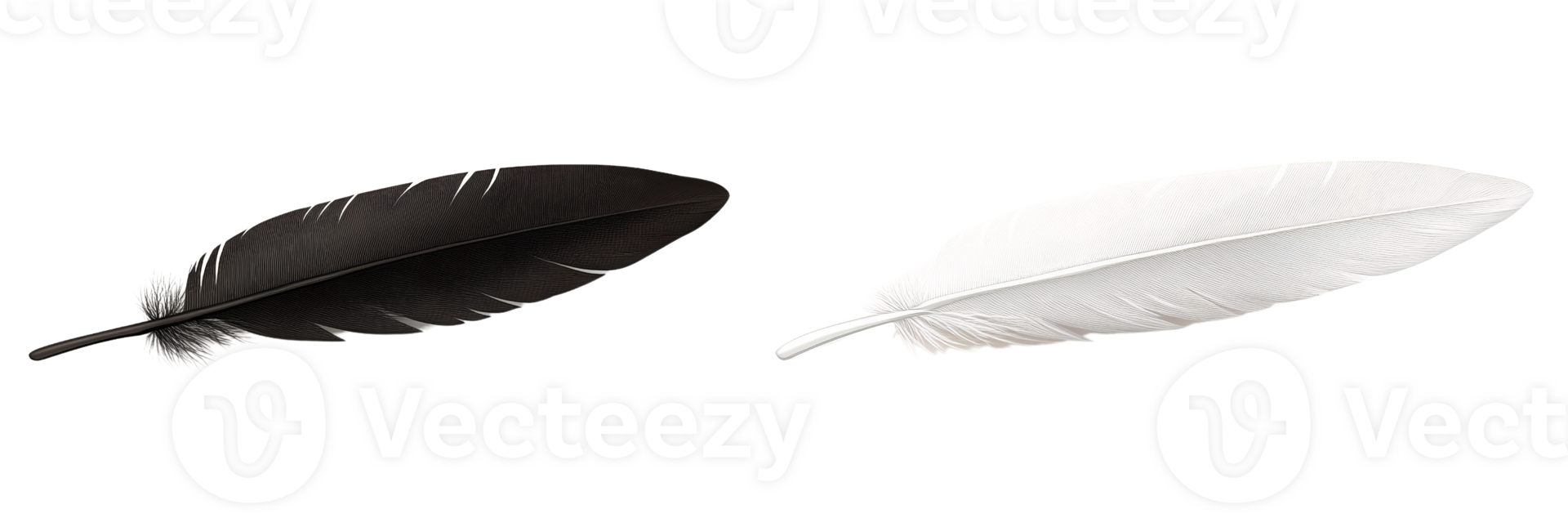 Realistic Black and White Feathers in a Light Arrangement png