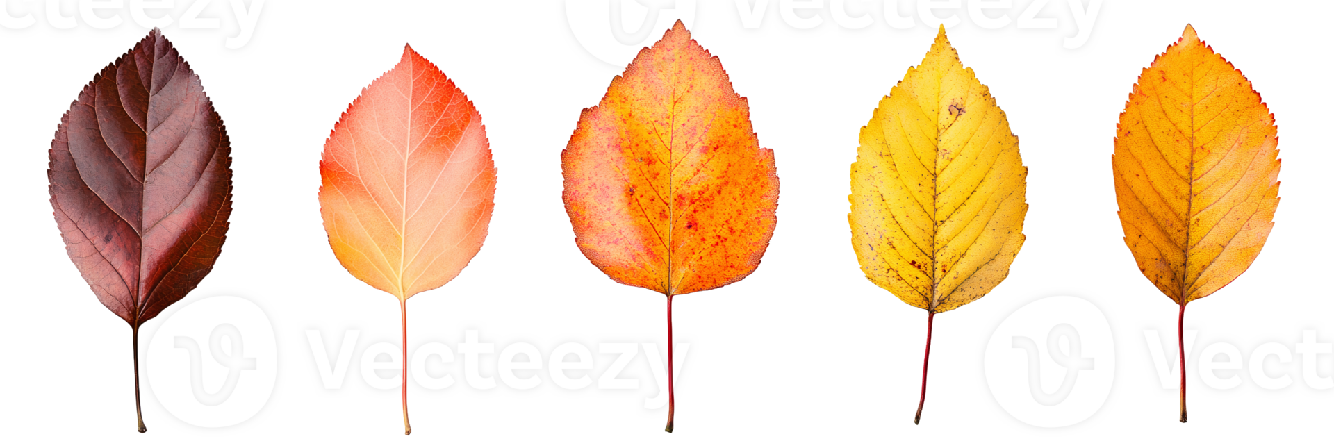 Scattered Autumn Leaves in a Beautiful Seasonal Mix png