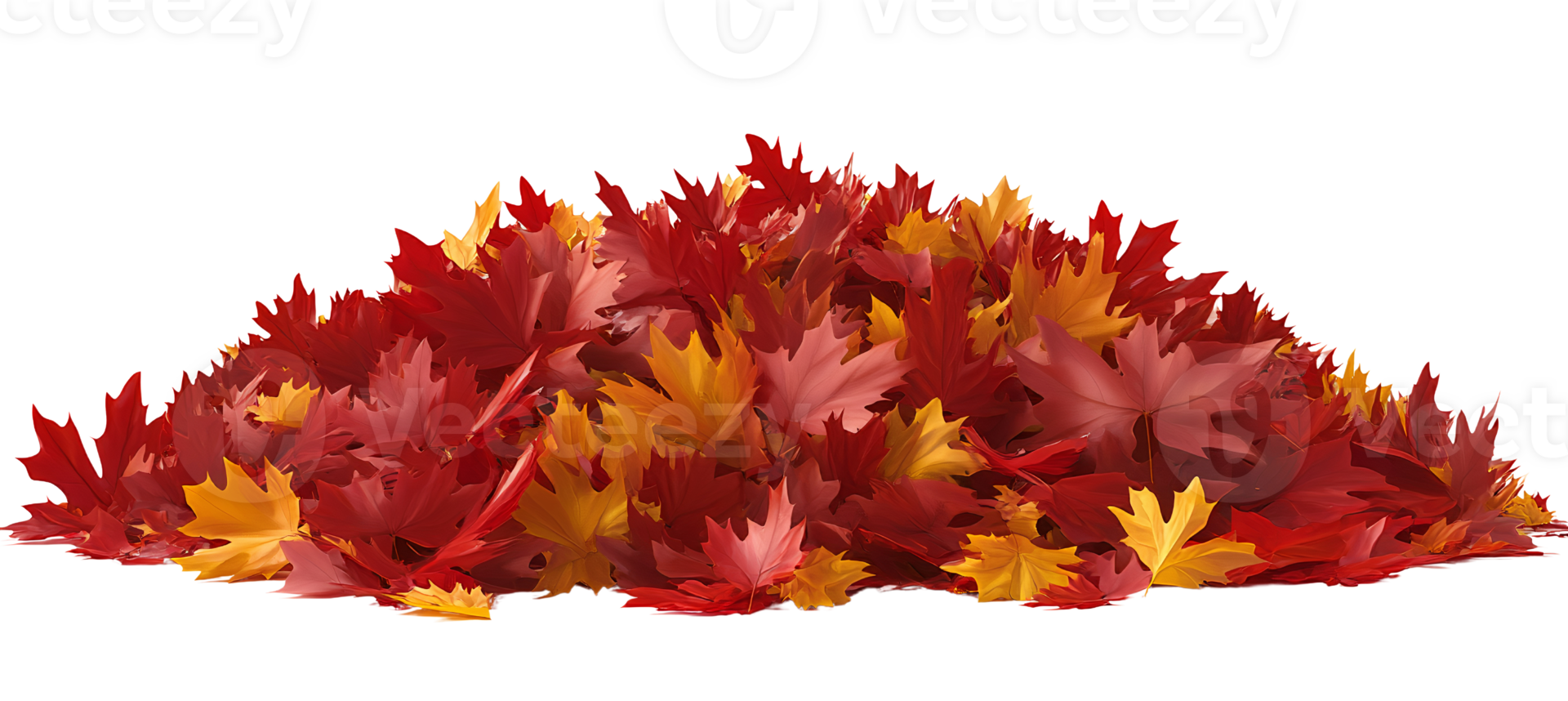 Autumn maple leaves pile on transparent background png