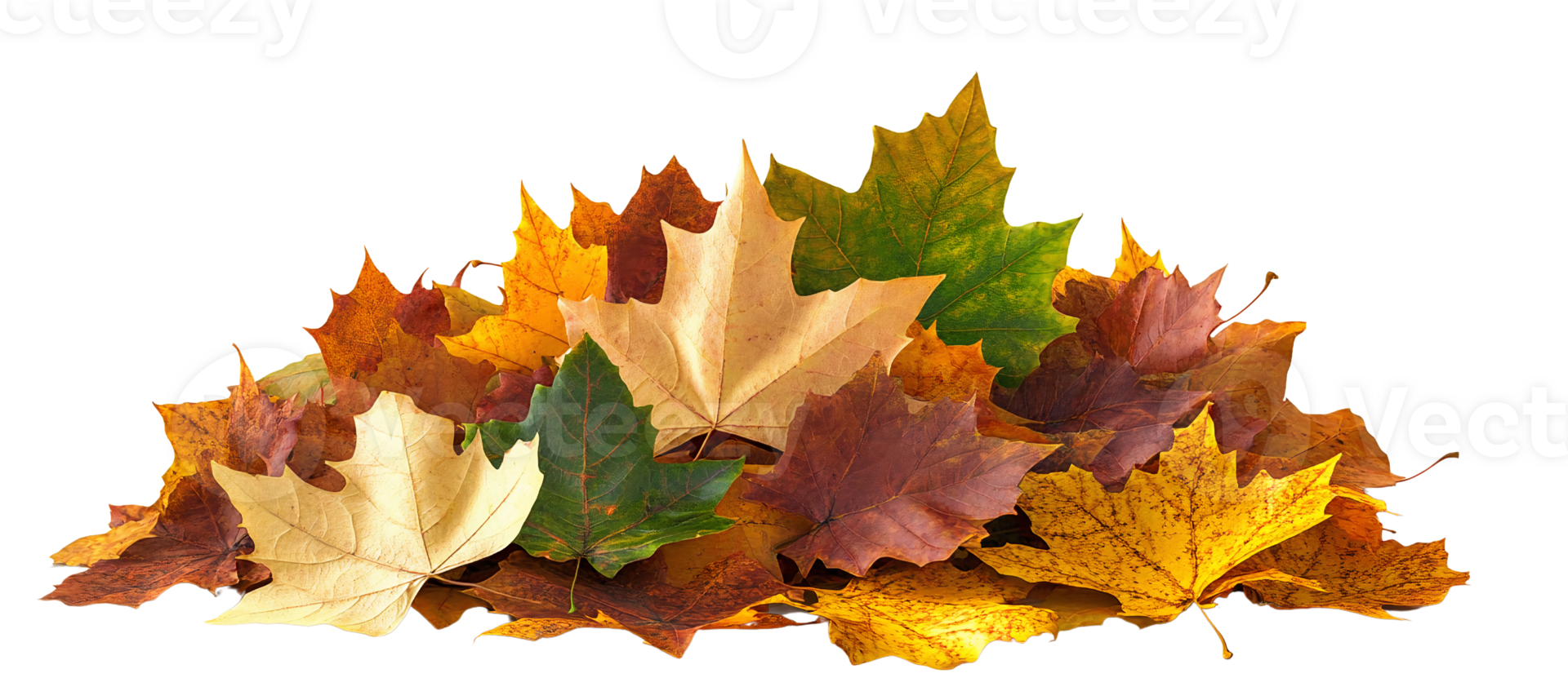 Vibrant Pile of Autumn Maple Leaves in Warm Colors png