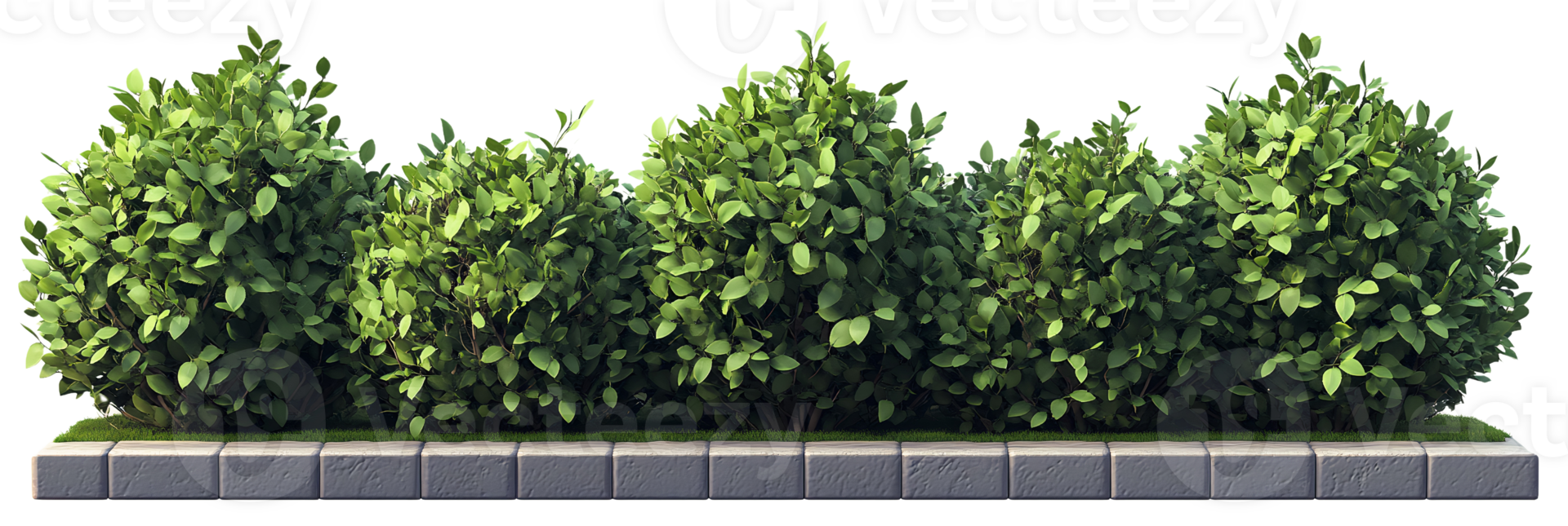 Green bush hedge on grey pavement, isolated on transparent background png