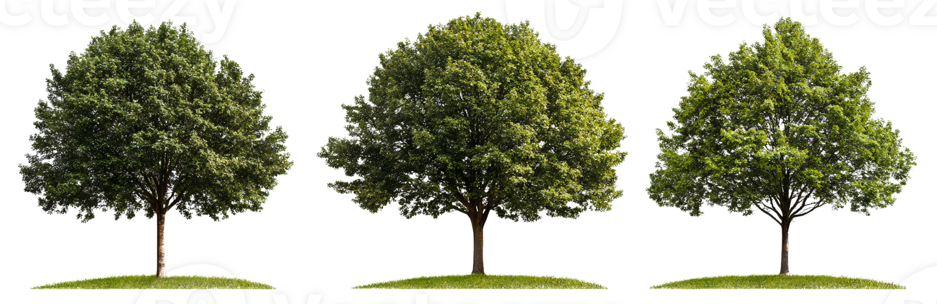 Green trees isolated on transparent background png