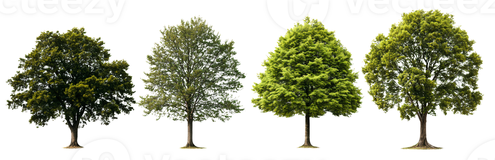 Green trees growth stages isolated on transparent background png
