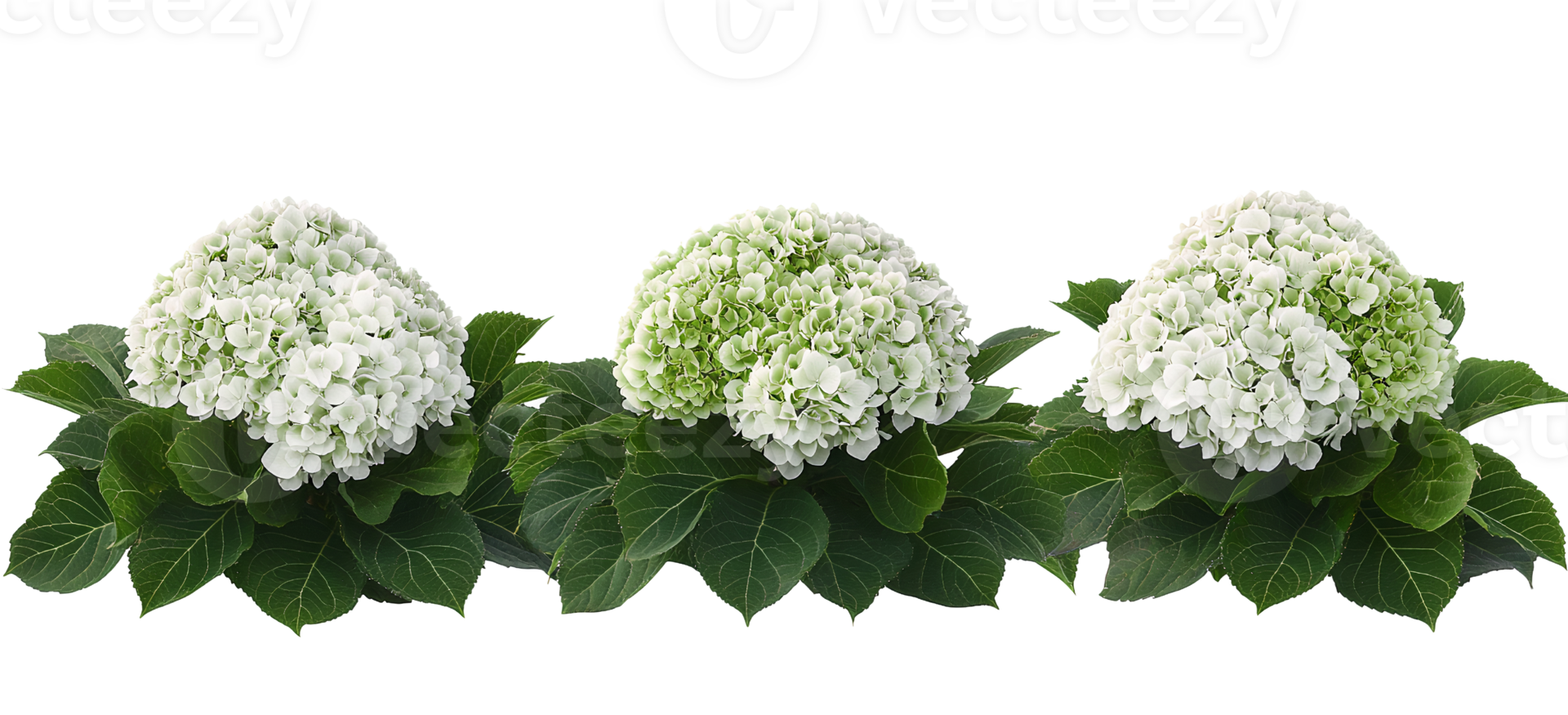 Hydrangea flowers green and white blooms isolated on transparent background png