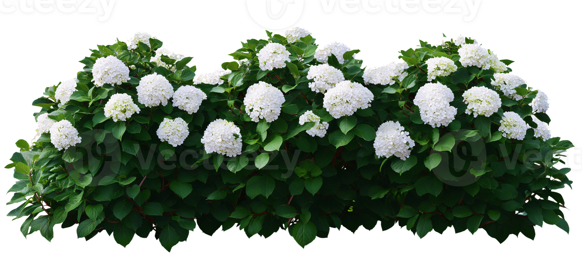 White hydrangea bush hedge on transparent background png