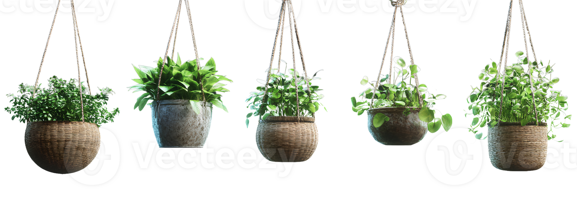 Hanging plants in pots on transparent background png