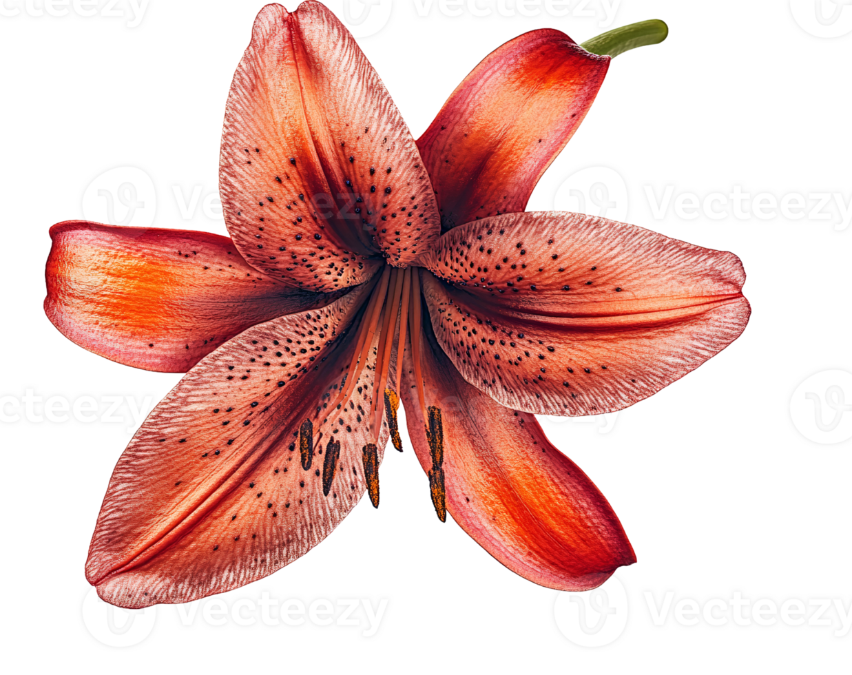 Red lily flower on transparent background png