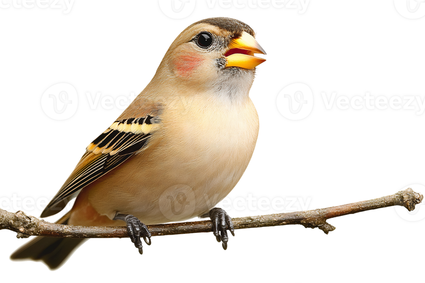 Pale brown bird on branch on transparent background png