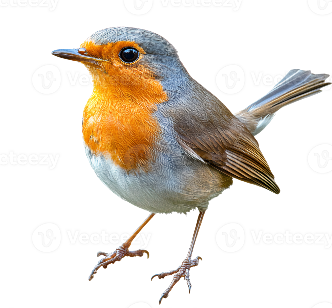 European robin bird on transparent background png