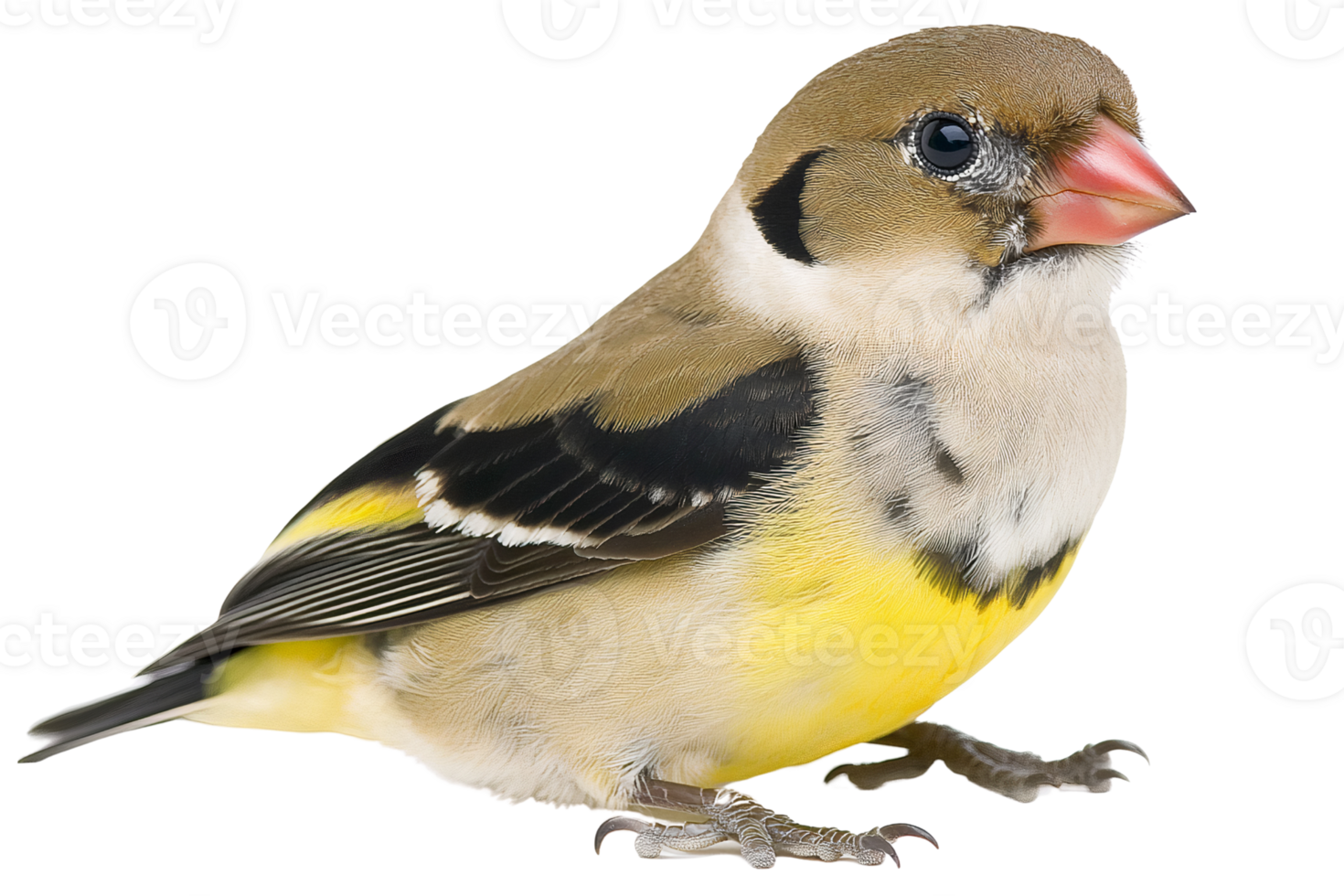 Small bird with yellow breast, isolated on transparent background png