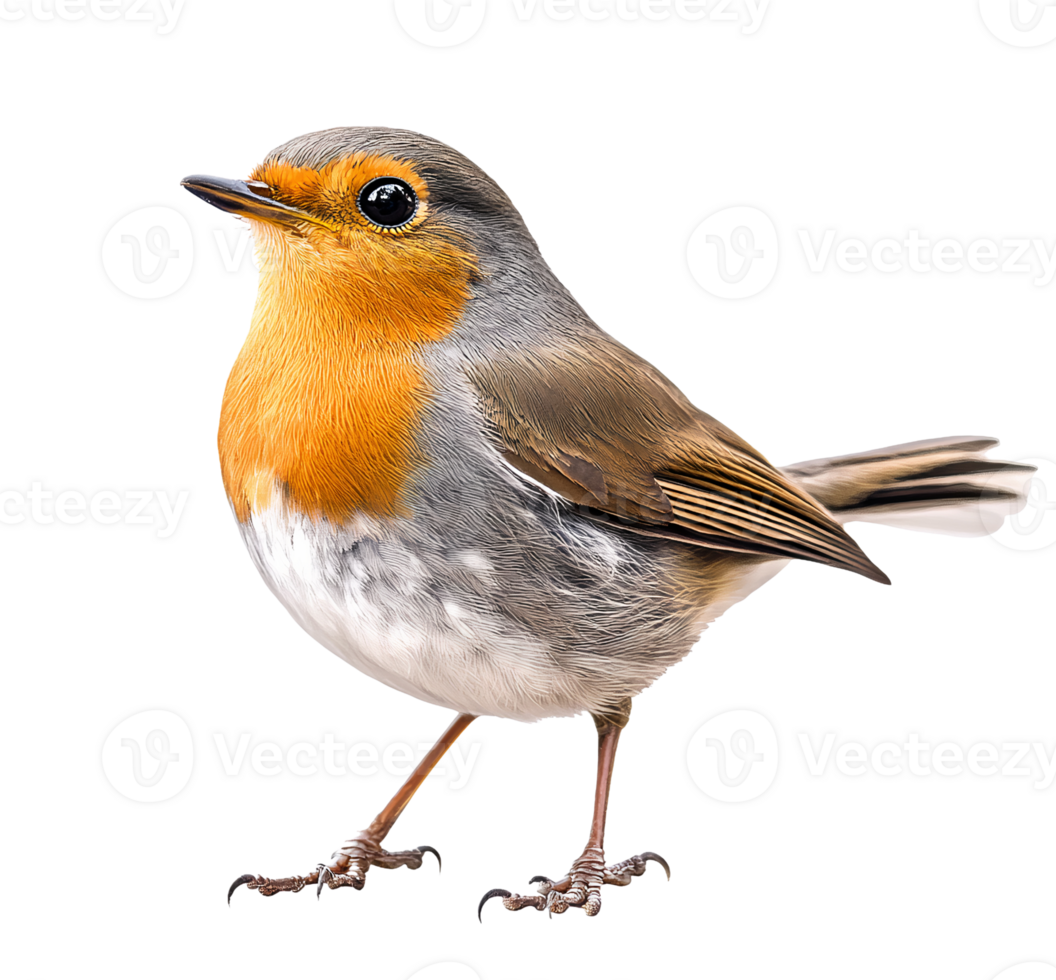 Charming European Robin with Bright Red Breast png