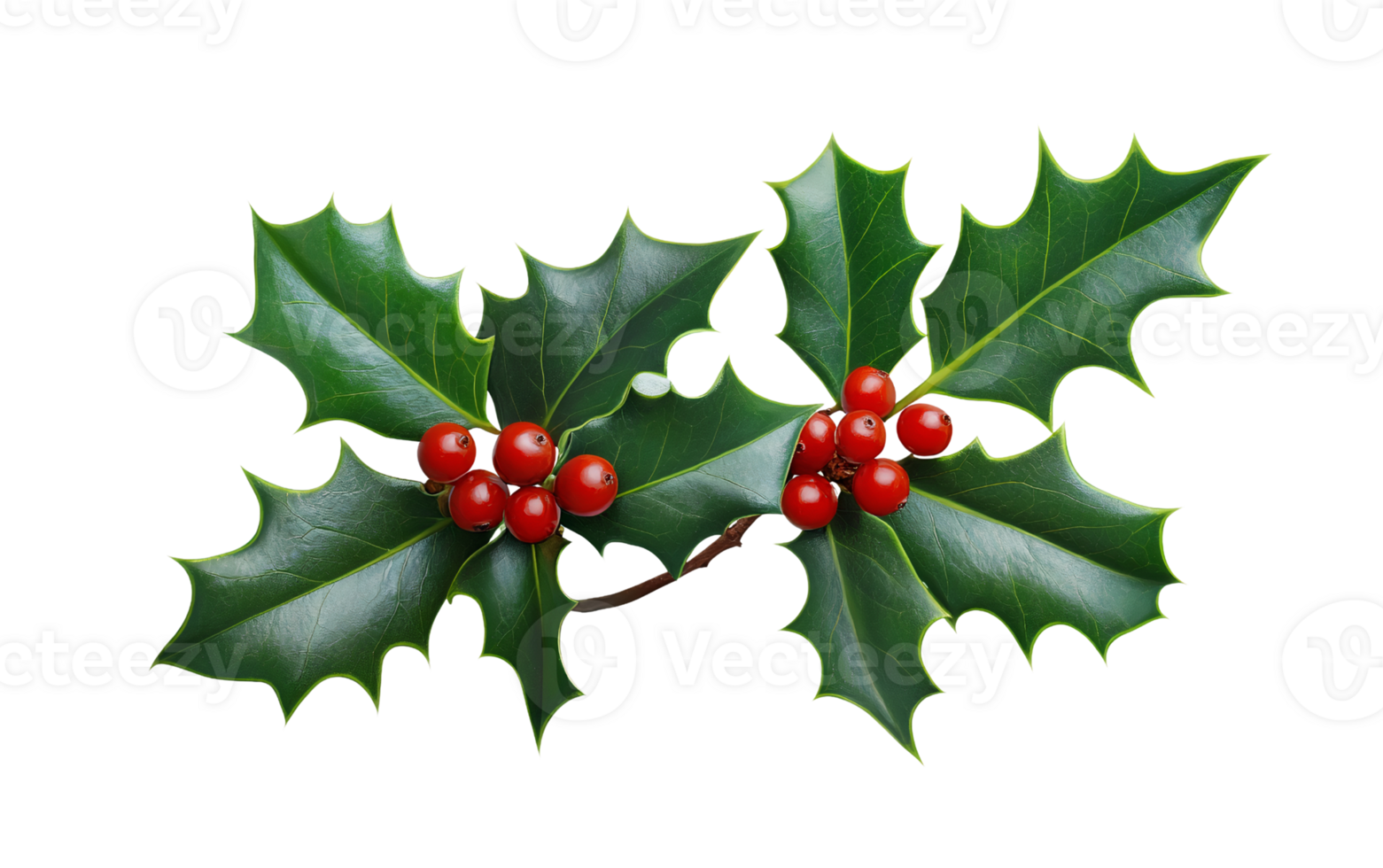 Holly berries and leaves on transparent background png