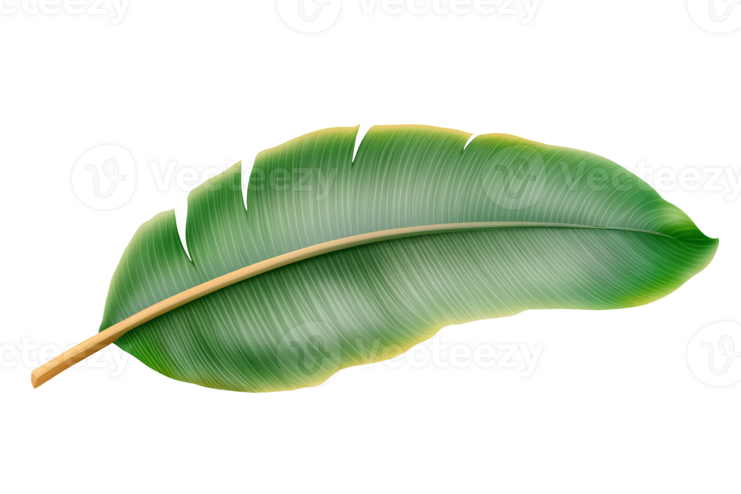 Green tropical leaf on transparent background isolated png