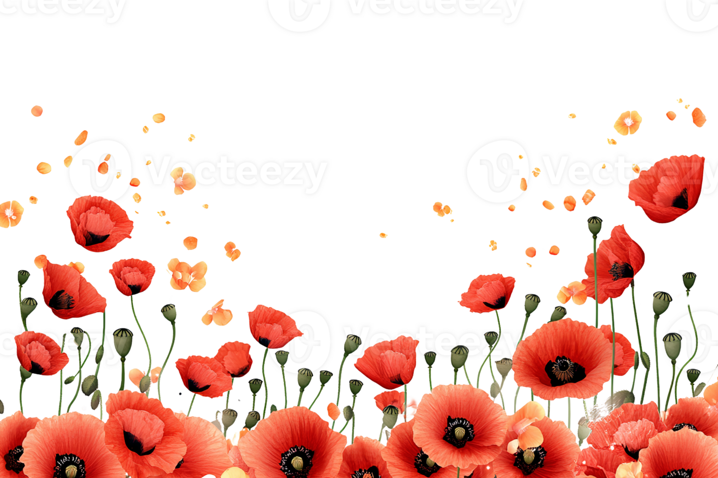 Red poppies flowers on transparent background, floral design element png