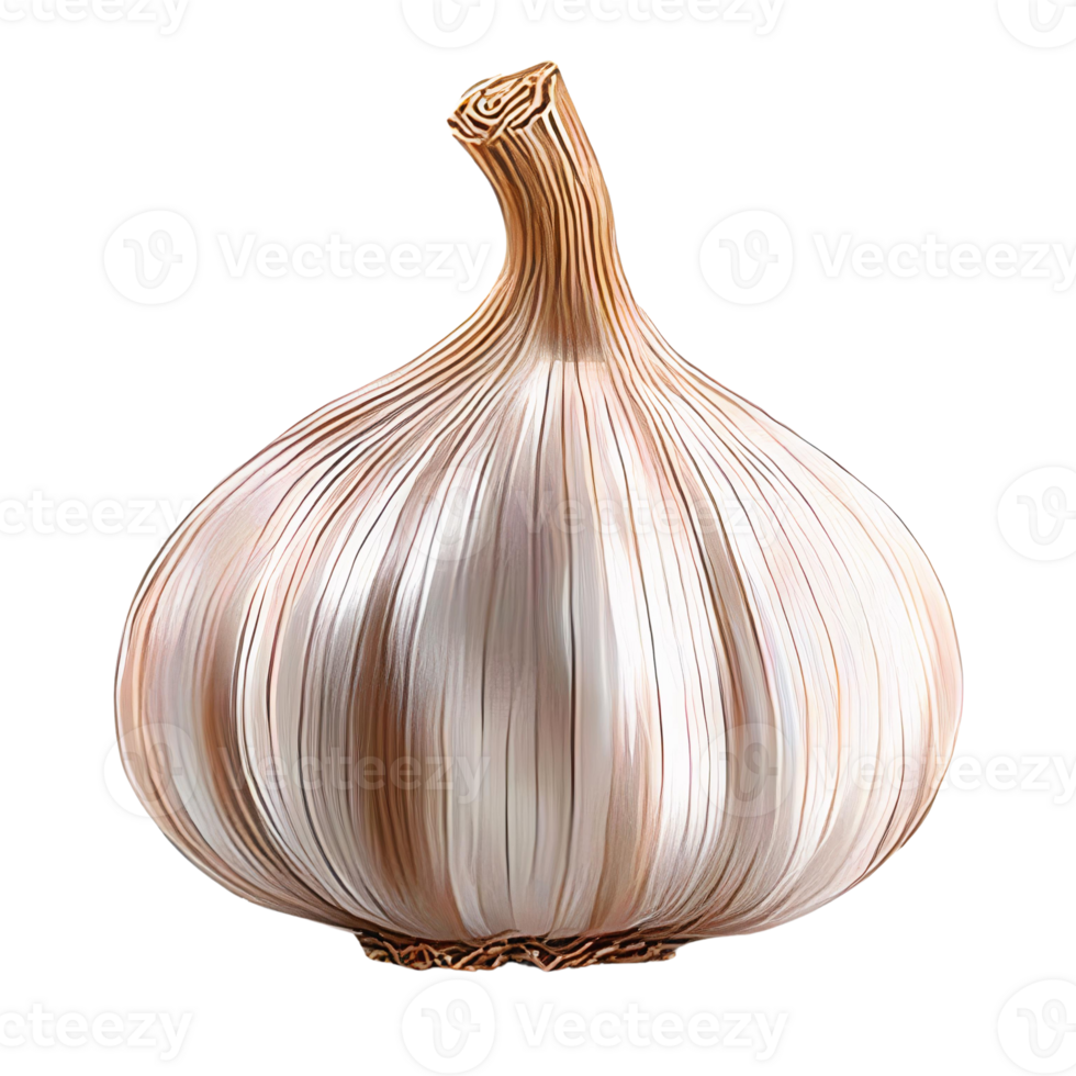 Garlic bulb on transparent background detailed illustration png