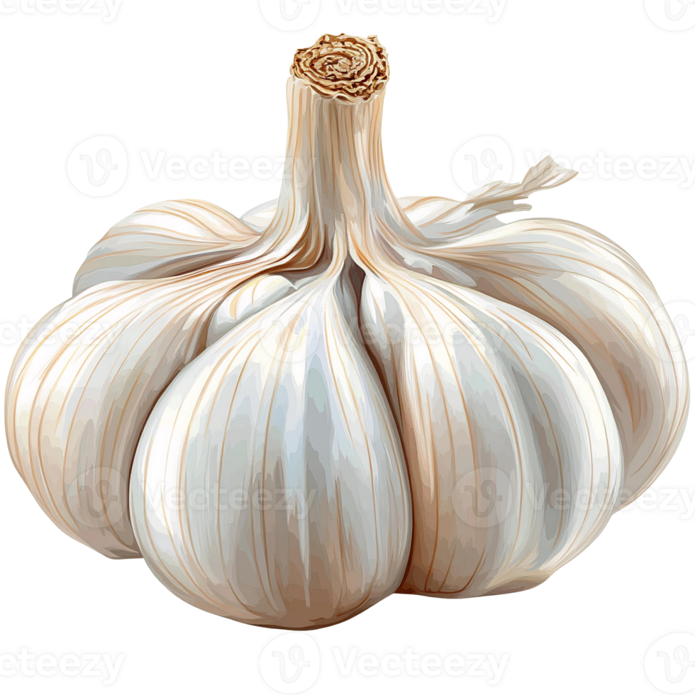 Garlic bulb isolated on transparent background png